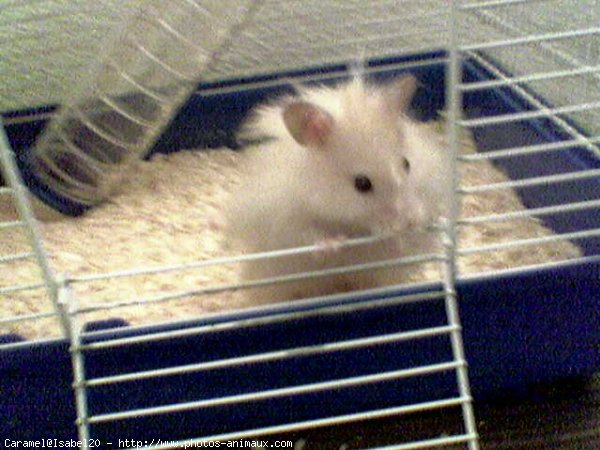 Photo de Hamster