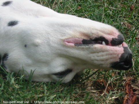 Photo de Dalmatien