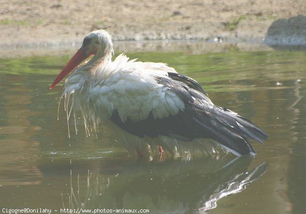 Photo de Cigogne