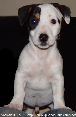 Photo de Jack russell terrier