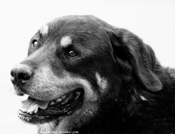 Photo de Rottweiler