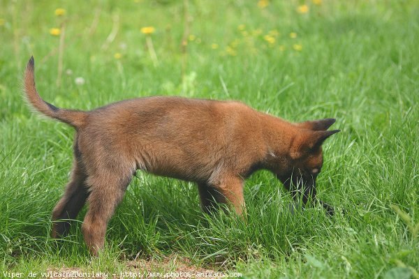 Photo de Berger belge malinois