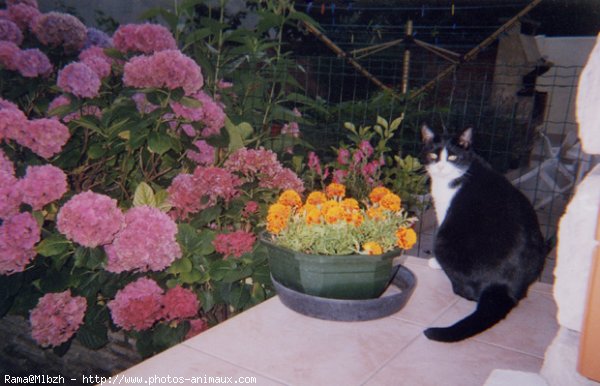 Photo de Chat domestique