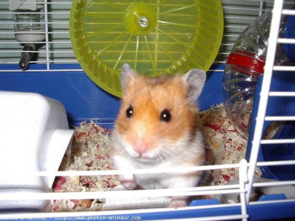 Photo de Hamster