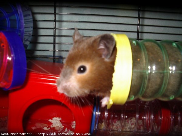 Photo de Hamster