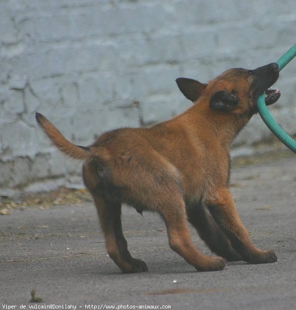 Photo de Berger belge malinois