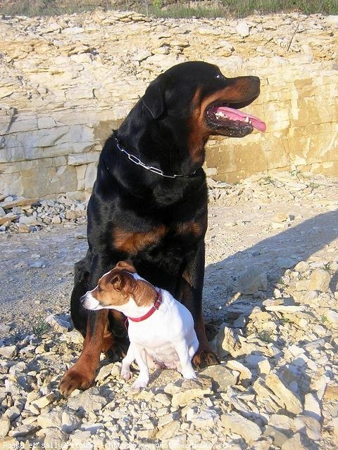 Photo de Rottweiler