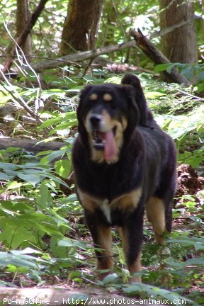 Photo de Dogue du tibet