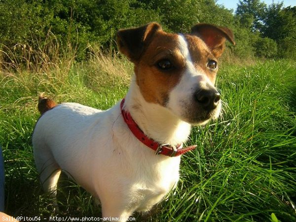 Photo de Jack russell terrier