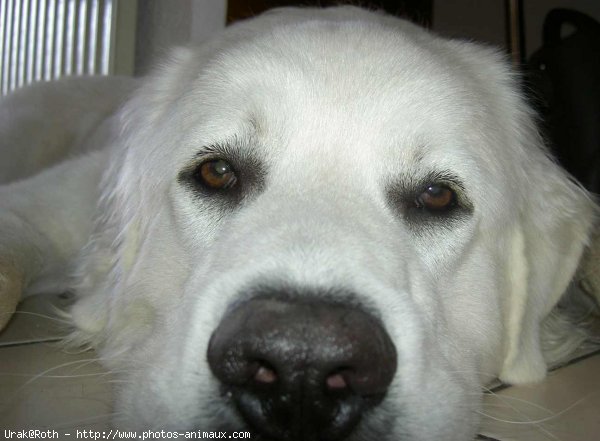 Photo de Chien de berger des tatras