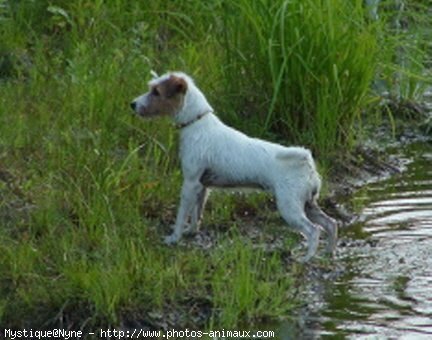 Photo de Parson russell terrier