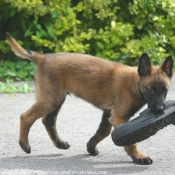 Photo de Berger belge malinois