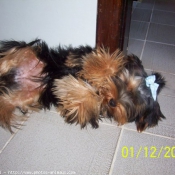 Photo de Yorkshire terrier