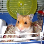 Photo de Hamster