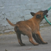 Photo de Berger belge malinois