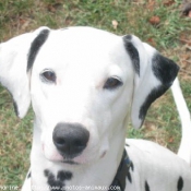 Photo de Dalmatien