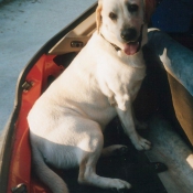 Photo de Labrador retriever