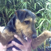 Photo de Jagdterrier allemand