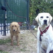 Photo de Labrador retriever