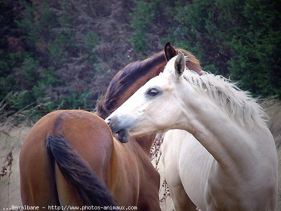 Photo de Races diffrentes