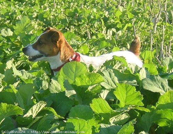 Photo de Jack russell terrier