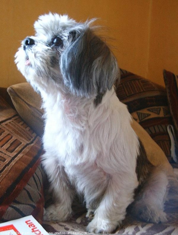 Photo de Shih tzu