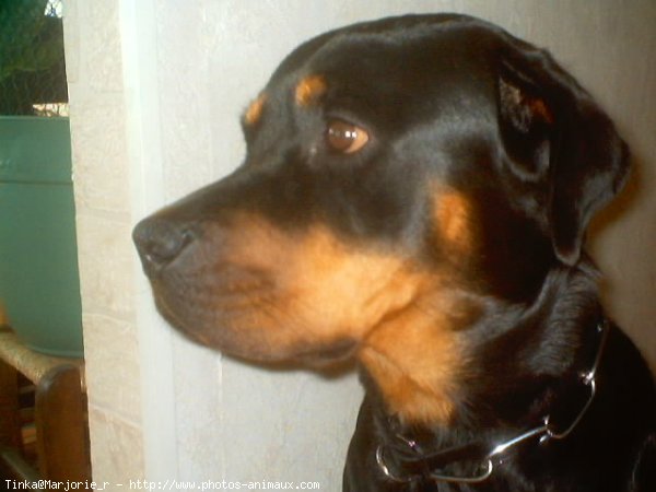 Photo de Rottweiler