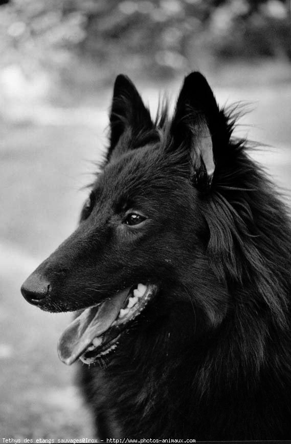 Photo de Berger belge groenendael