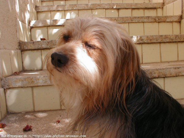 Photo de Yorkshire terrier