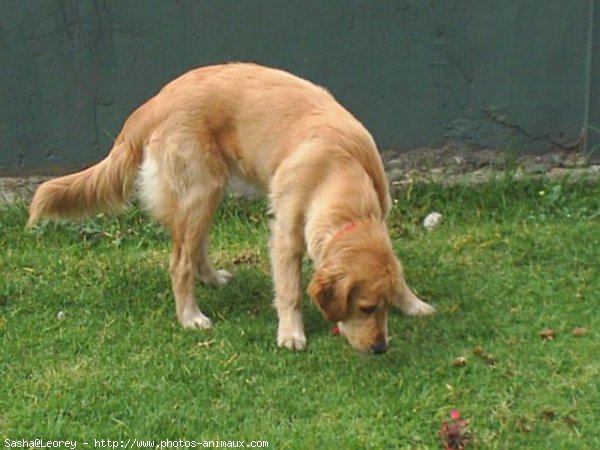 Photo de Golden retriever