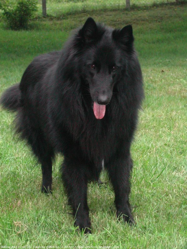 Photo de Berger belge groenendael