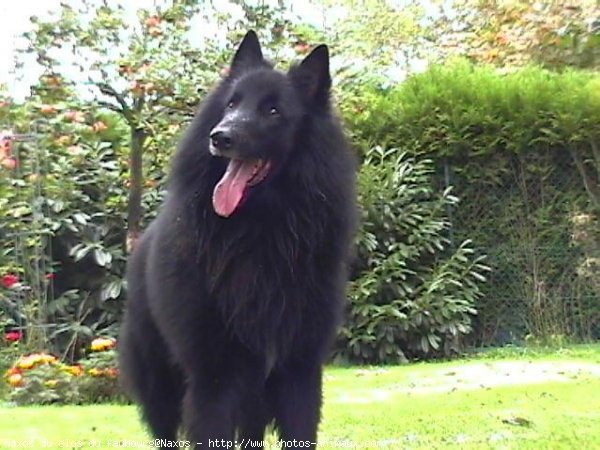 Photo de Berger belge groenendael