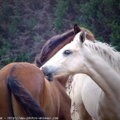 Photo de Races diffrentes