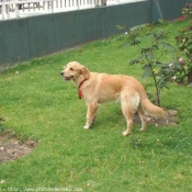 Photo de Golden retriever