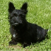 Photo de Scottish terrier