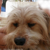 Photo de Yorkshire terrier