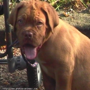 Photo de Dogue de bordeaux