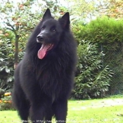 Photo de Berger belge groenendael