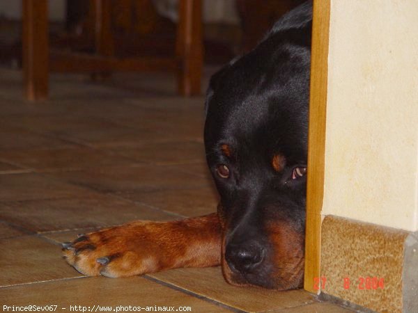 Photo de Rottweiler