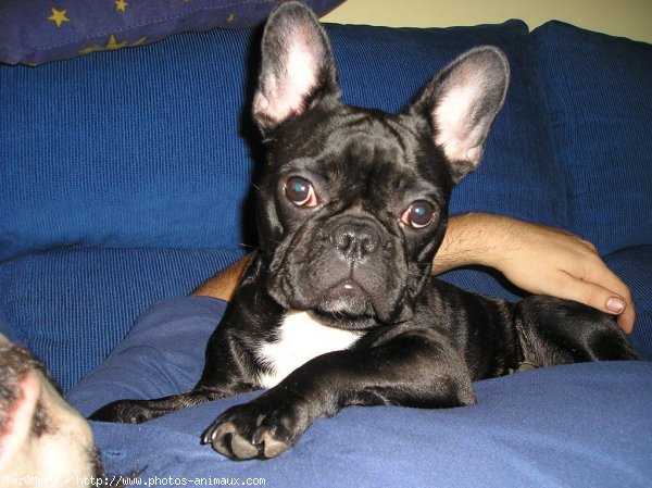 Photo de Bouledogue franais