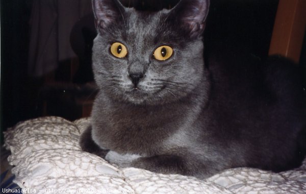 Photo de Chartreux