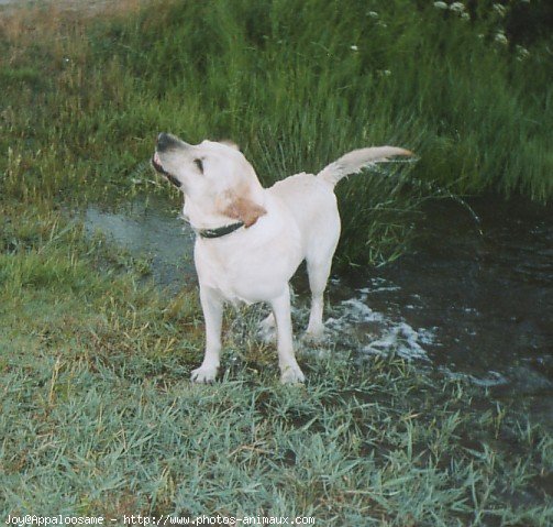 Photo de Labrador retriever