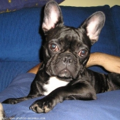 Photo de Bouledogue franais