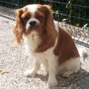 Photo de Cavalier king charles spaniel