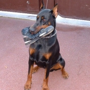 Photo de Dobermann