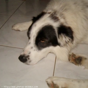 Photo de Border collie