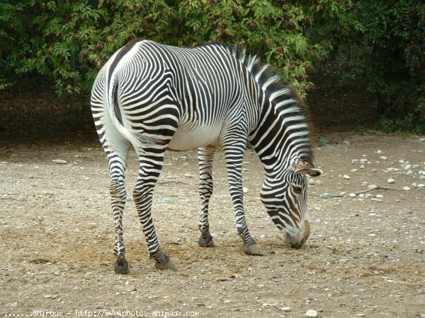 Photo de Zebre