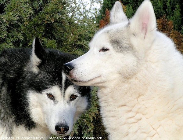 Photo de Husky siberien