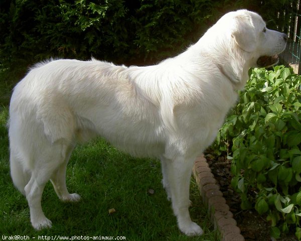 Photo de Chien de berger des tatras