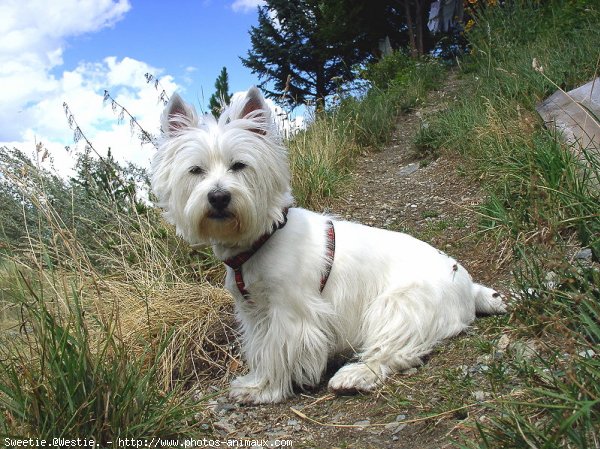 Photo de West highland white terrier